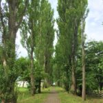 【観光】北大ポプラ並木~札幌都心のキャンパスで見られる雄大な自然は必見です!【札幌駅】