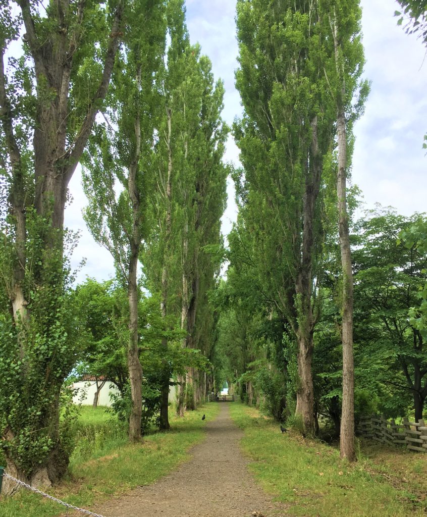 【観光】北大ポプラ並木～札幌都心のキャンパスで見られる雄大な自然は必見です！【札幌駅】