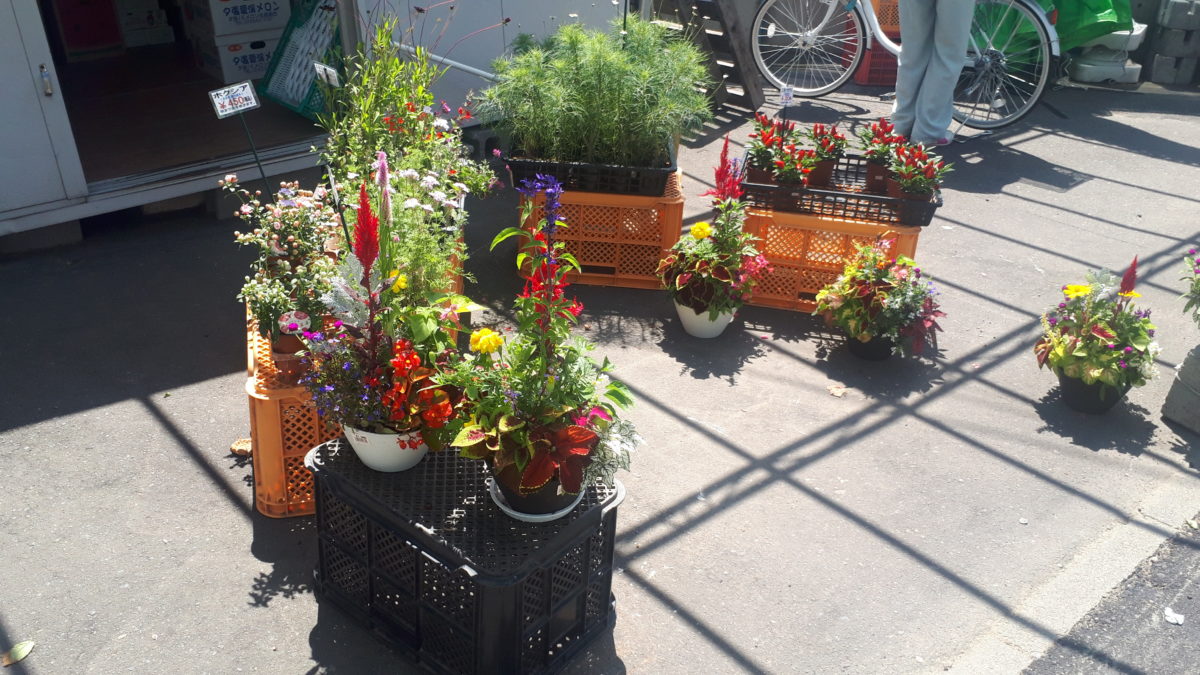 札幌の野菜直売所「小林農園野菜直売所」花苗