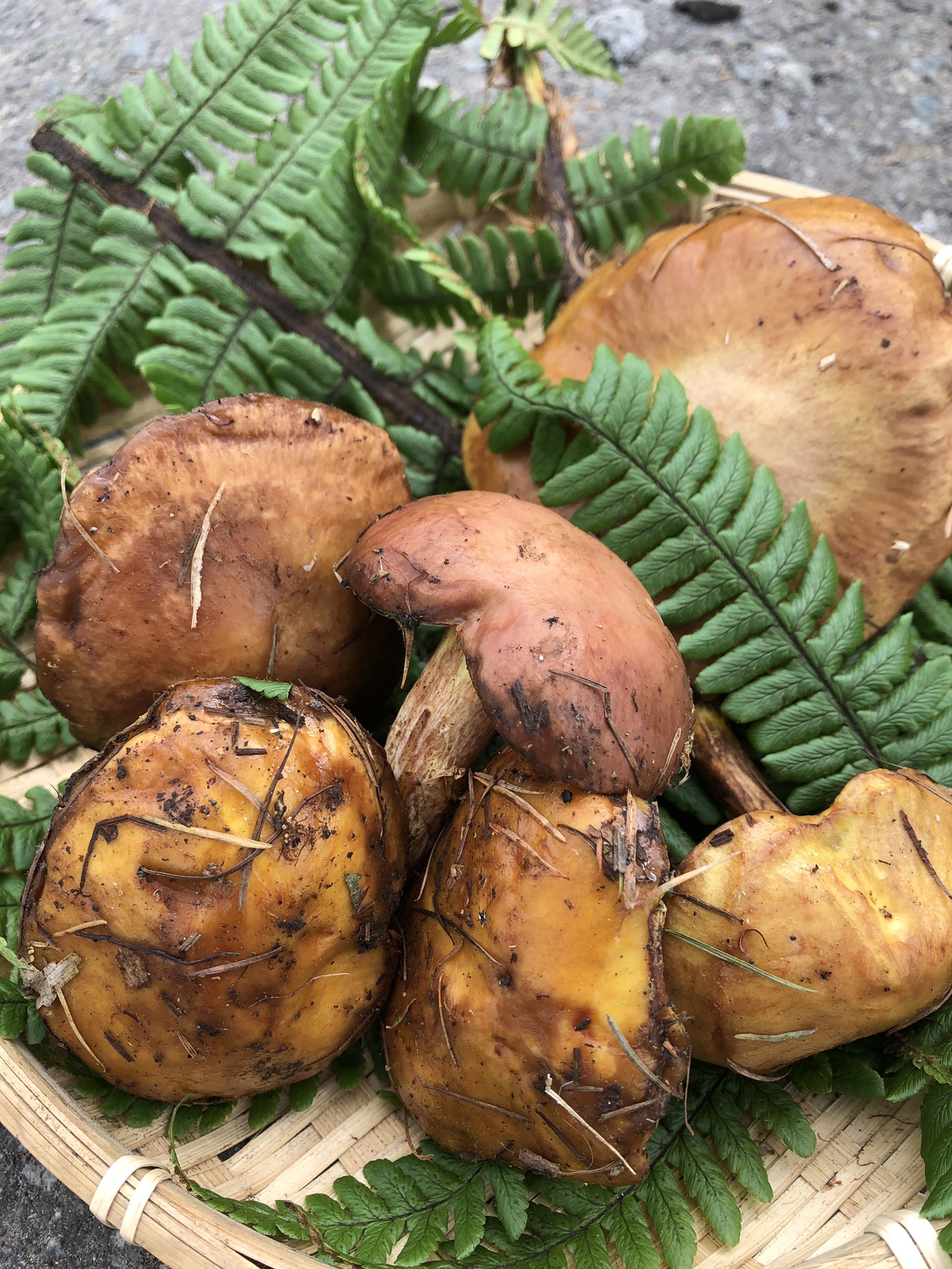 ノースサファリサッポロ　きのこ王国