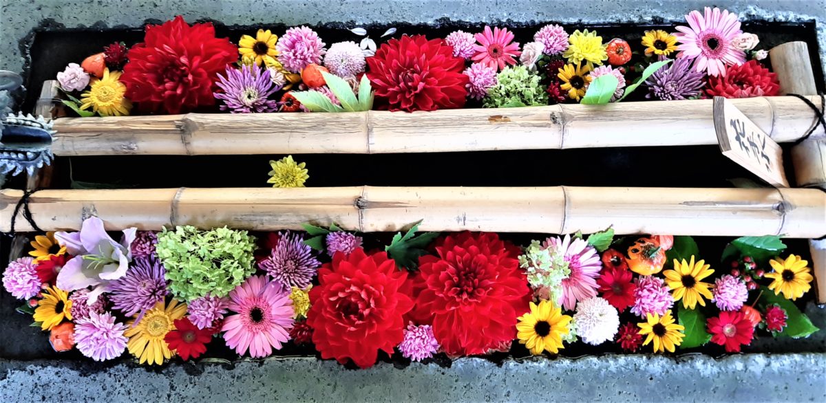 札幌護国神社2020年10月花手水3