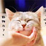 【おすすめ】札幌市内の「動物カフェ」~猫・犬・うさぎ♪動物との触れ合いに癒されて【まとめ】