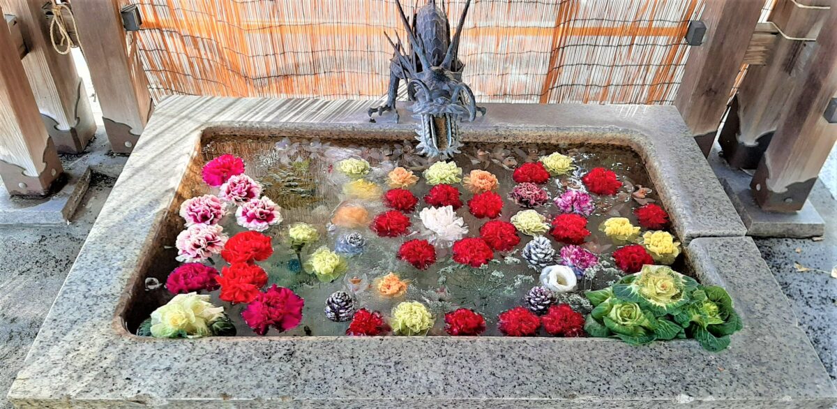 21年 札幌諏訪神社の北国の花手水 凍てつく手水鉢に咲くお花が見られるのは今だけ 花手水 ポロノオト