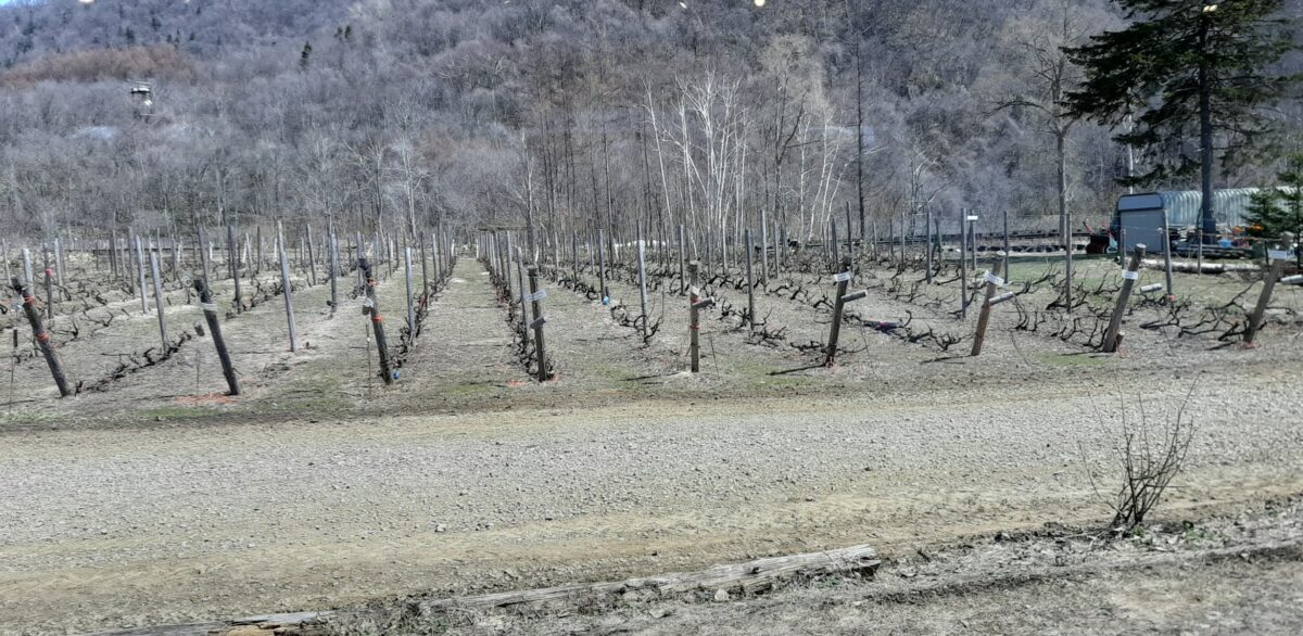 八剣山ワイナリー「八剣山キッチン＆マルシェ」景色ぶどう畑