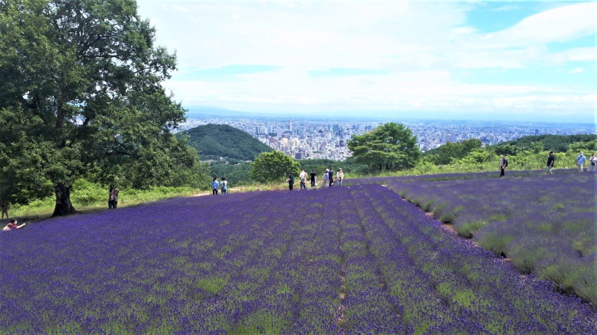 札幌景色「幌見峠展望駐車場のラベンダー園」ラベンダー畑と札幌の街並み