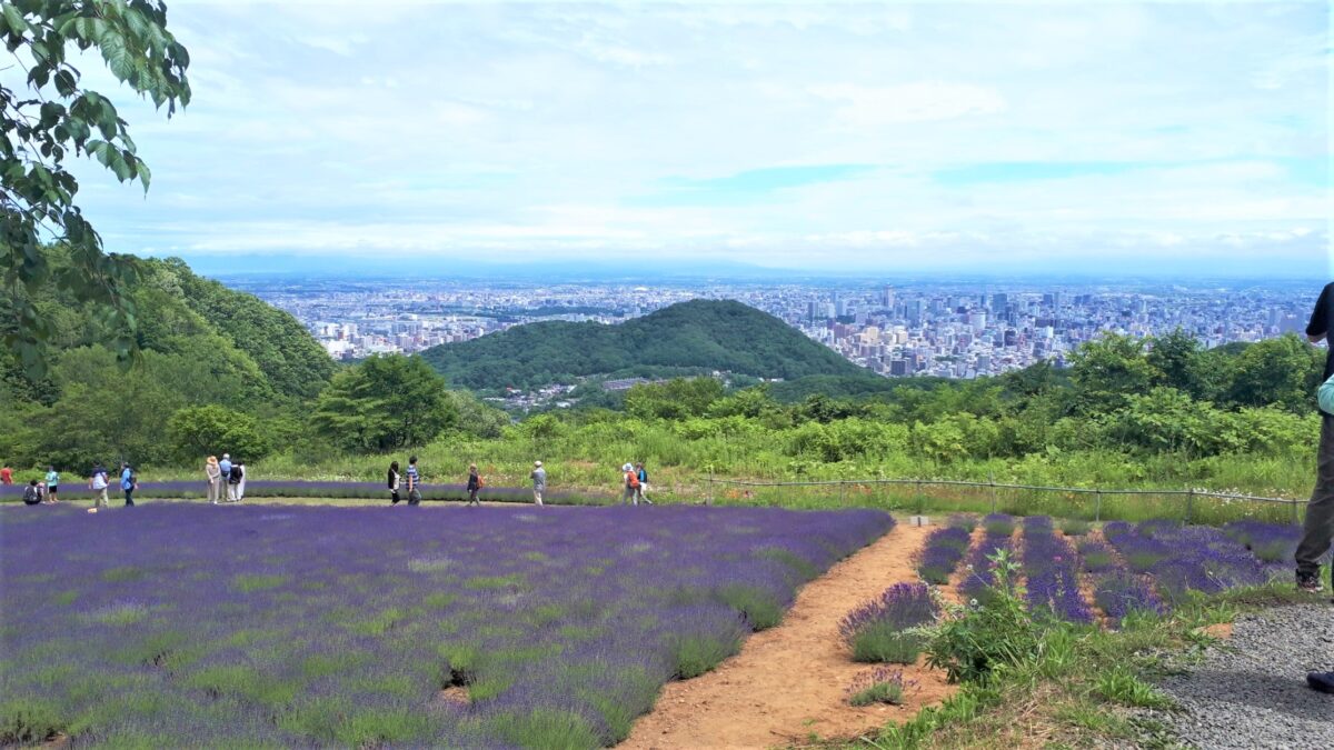 札幌景色「幌見峠展望駐車場のラベンダー園」ラベンダー畑と札幌の街並み
