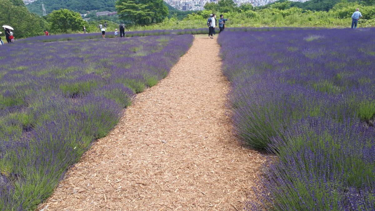 札幌景色「幌見峠展望駐車場のラベンダー園」おすすめ写真撮影スポット