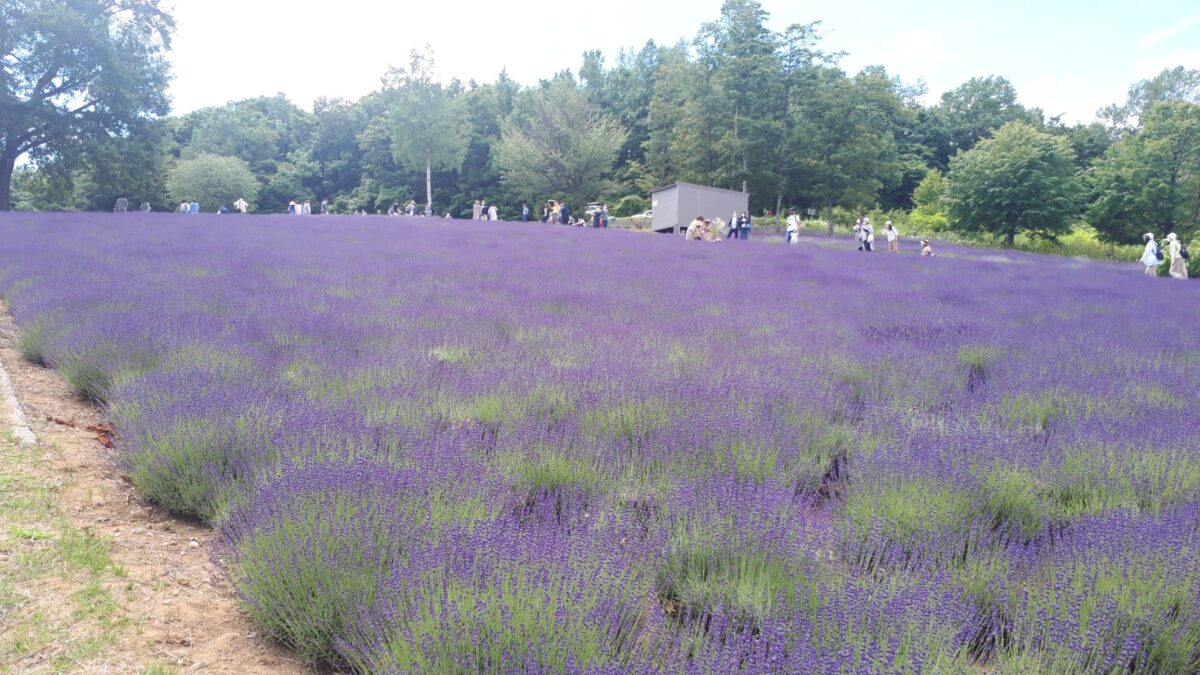 札幌景色「幌見峠展望駐車場のラベンダー園」ラベンダー畑