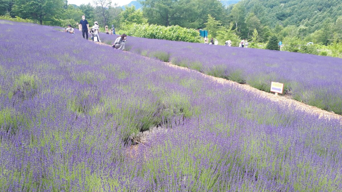 札幌景色「幌見峠展望駐車場のラベンダー園」おすすめ写真撮影スポット