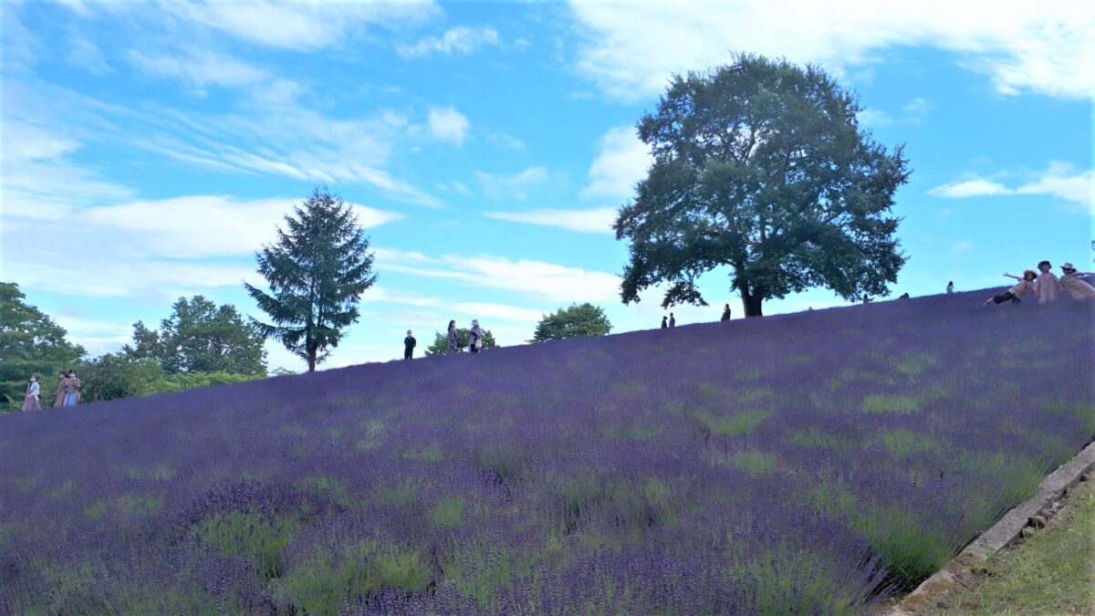 札幌景色「幌見峠展望駐車場のラベンダー園」ラベンダー畑